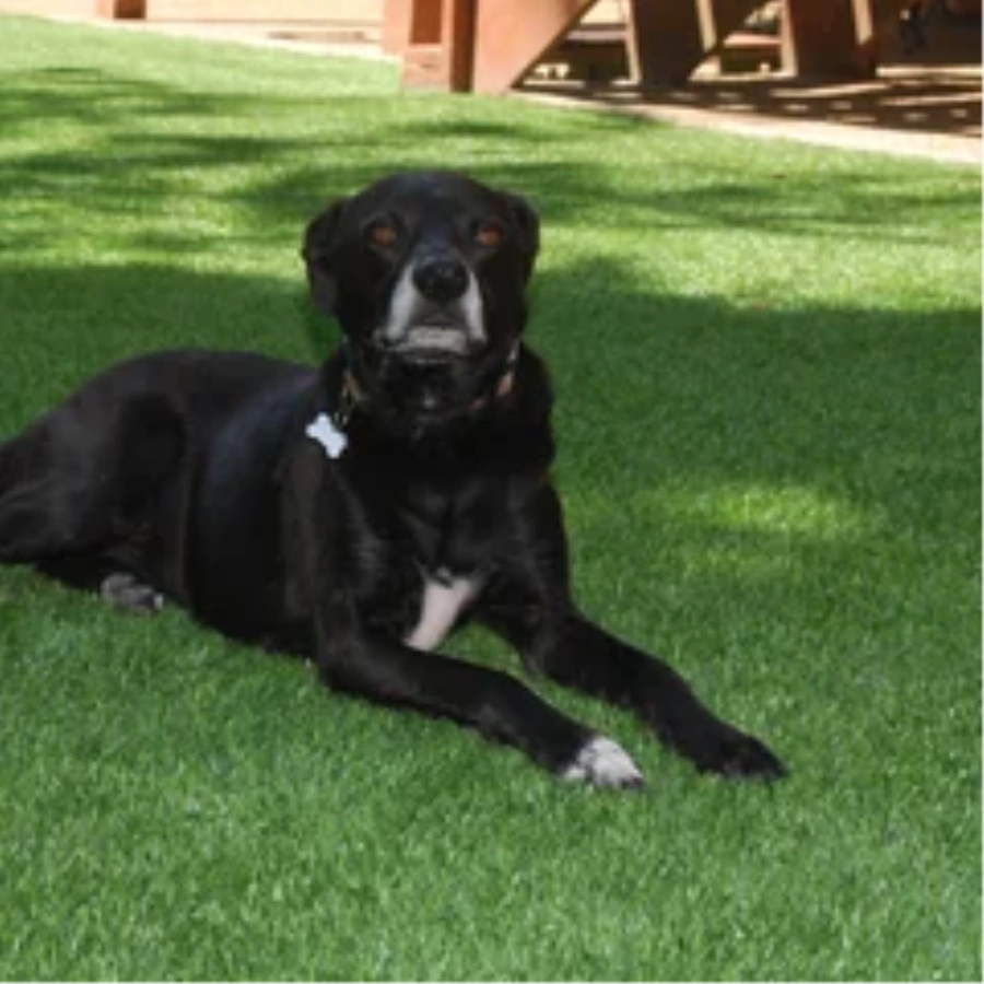 Black dog resting on a pet-friendly Greenwich artificial turf backyard lawn