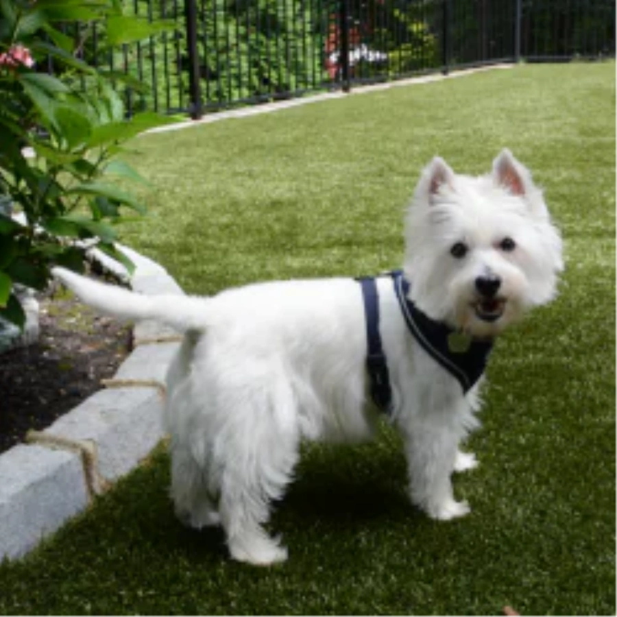 Pet Turf for Apartment Complexes and Dog Parks in Greenwich