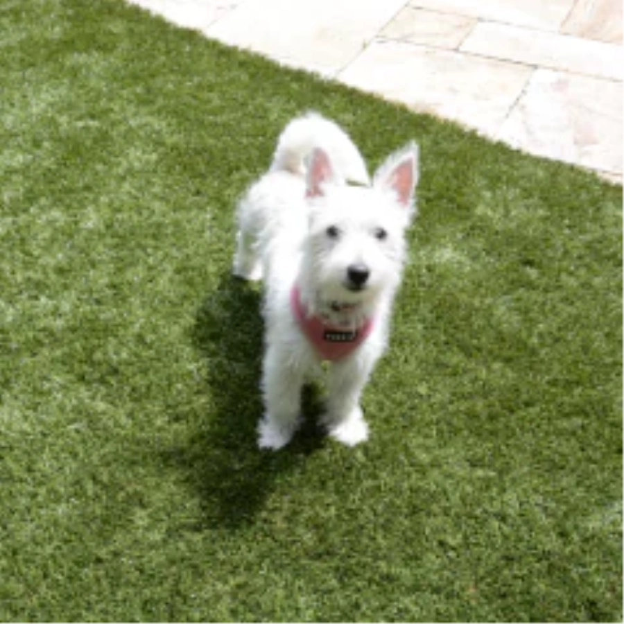 Selecting the Ideal Turf for Dogs