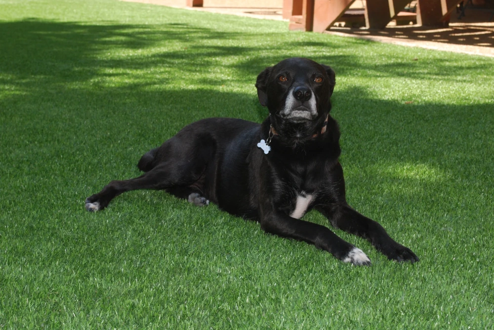 Black dog resting on a pet-friendly Greenwich artificial turf backyard lawn